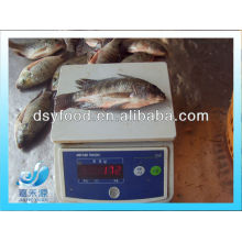 Frozen black tilapia whole round